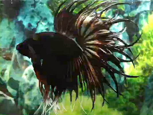 LUXURY KING CROWNTAIL COPPER BETTA FISH