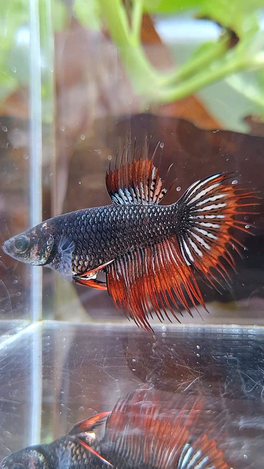 FEMALE KING CROWNTAIL ORANGE DARK MUSTARD BETTA FISH