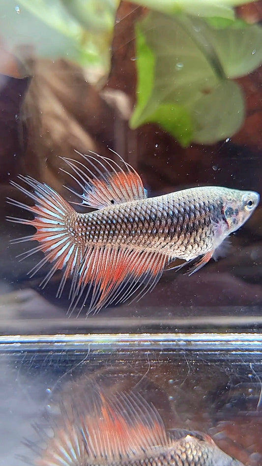 FEMALE KING CROWNTAIL ORANGE DARK MUSTARD BETTA FISH