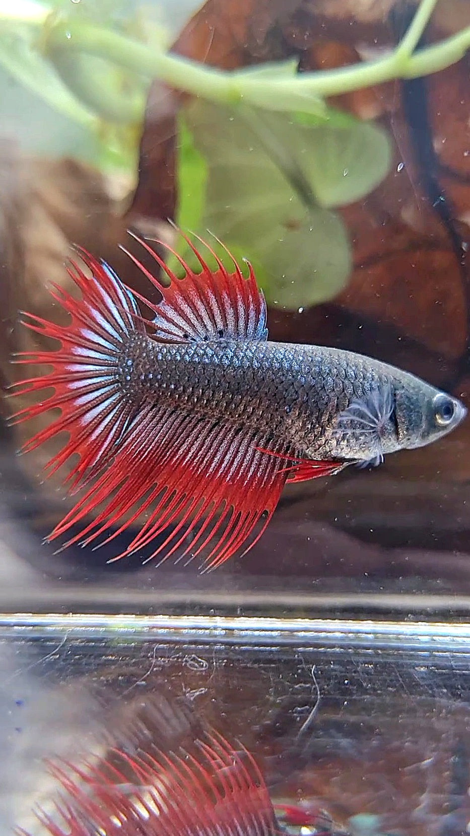 FEMALE KING CROWNTAIL BLACK VAMPIRE BETTA FISH