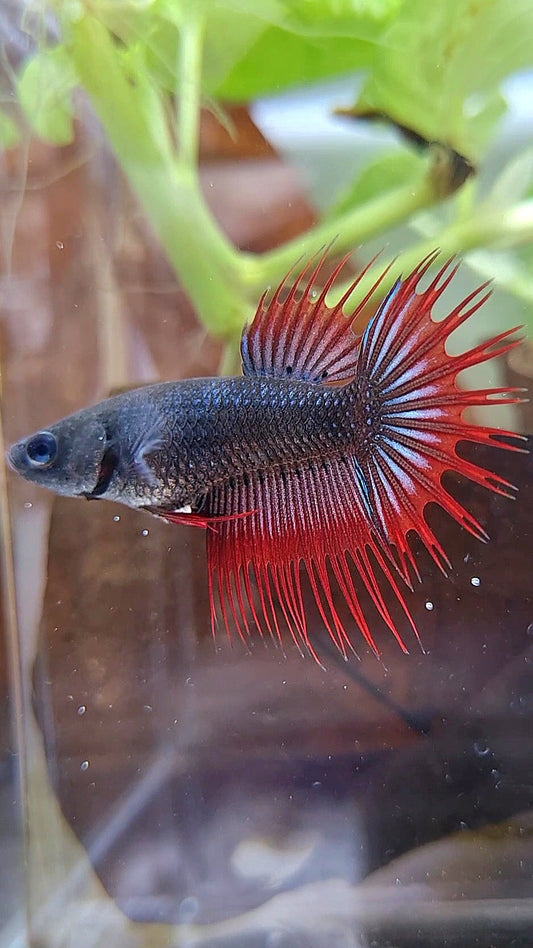 FEMALE KING CROWNTAIL BLACK VAMPIRE BETTA FISH