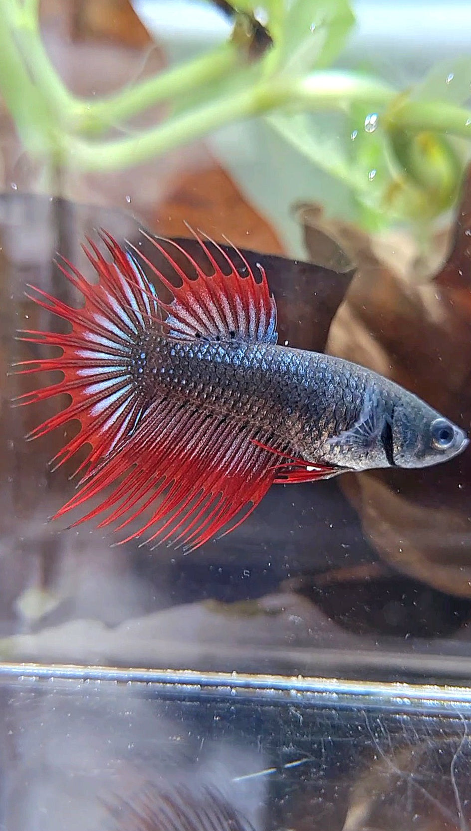 FEMALE KING CROWNTAIL BLACK VAMPIRE BETTA FISH