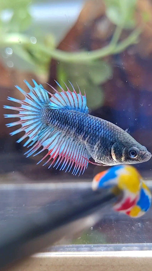 FEMALE KING CROWNTAIL BLUE GREEN TURQUOISE BETTA FISH