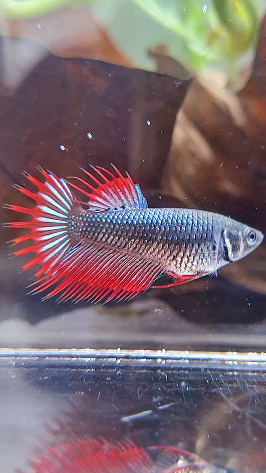 FEMALE KING CROWNTAIL BLACK VAMPIRE BETTA FISH