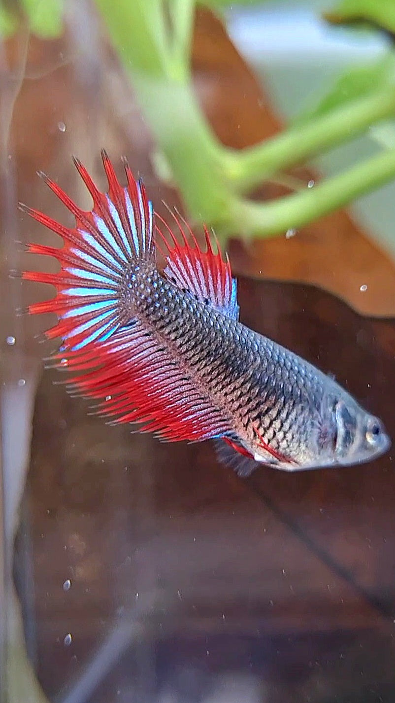FEMALE KING CROWNTAIL BLACK VAMPIRE BETTA FISH