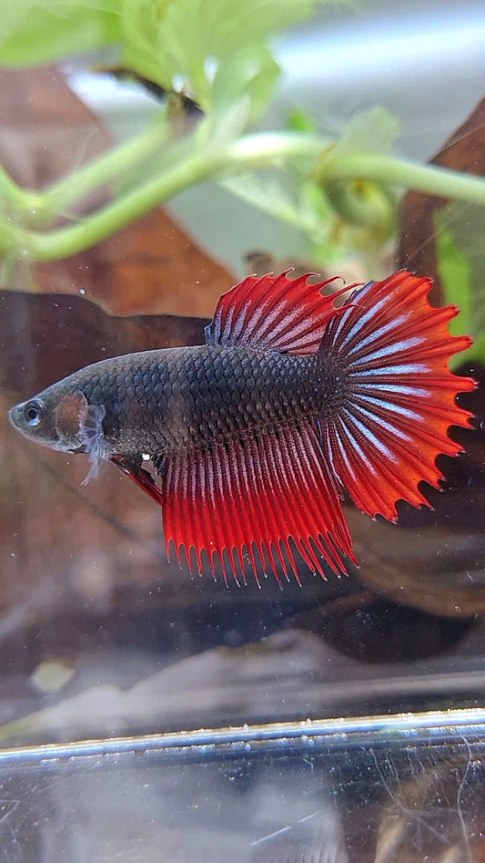 FEMALE KING CROWNTAIL BLACK VAMPIRE BETTA FISH