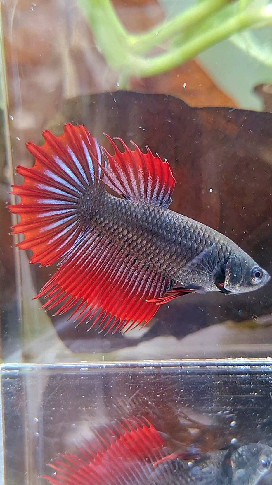 FEMALE KING CROWNTAIL BLACK VAMPIRE BETTA FISH
