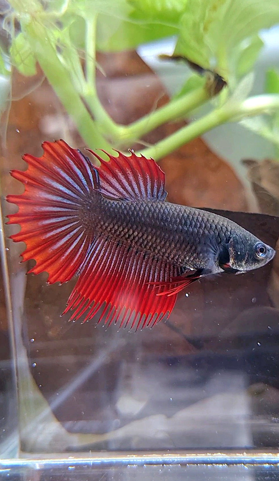 FEMALE KING CROWNTAIL BLACK VAMPIRE BETTA FISH