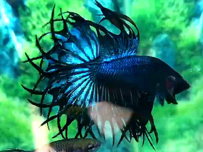 LUXURY KING CROWNTAIL BLUE GREEN BETTA FISH