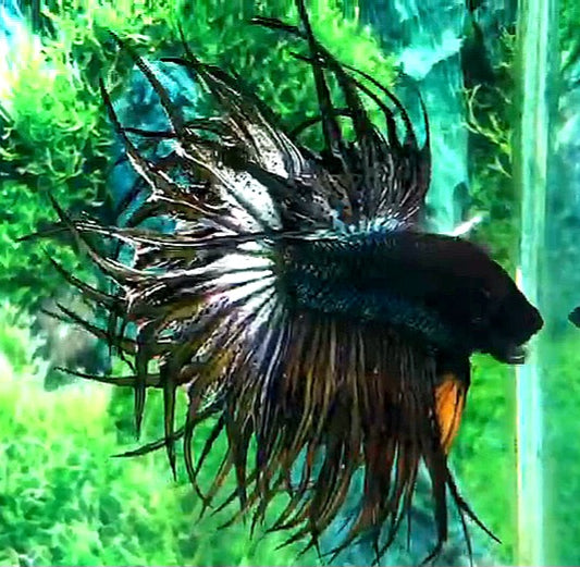 LUXURY KING CROWNTAIL COPPER YELLOW BETTA FISH