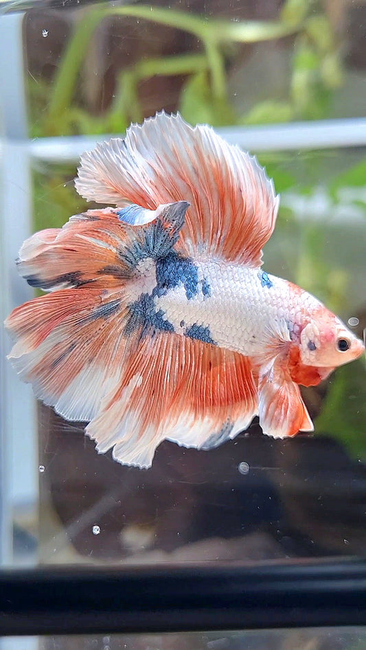 HALFMOON DOUBLE TAIL ROSETAIL PINK FLAMINGGO MARBLE BETTA FISH