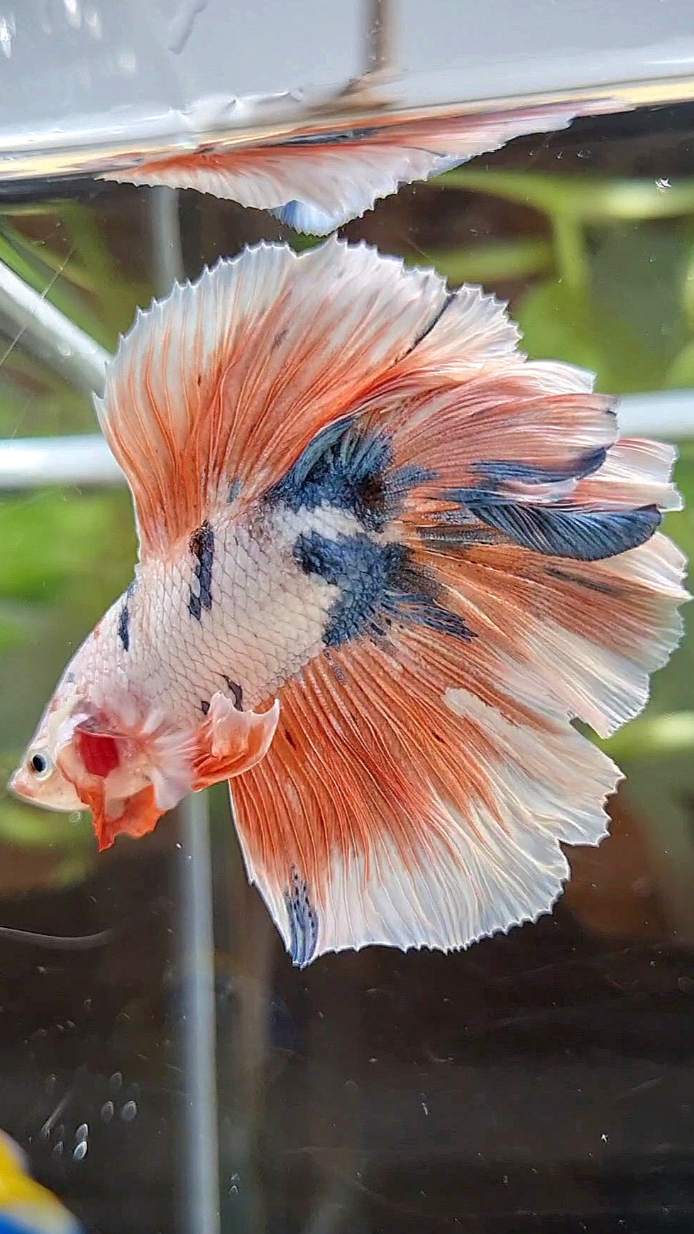 HALFMOON DOUBLE TAIL ROSETAIL PINK FLAMINGGO MARBLE BETTA FISH