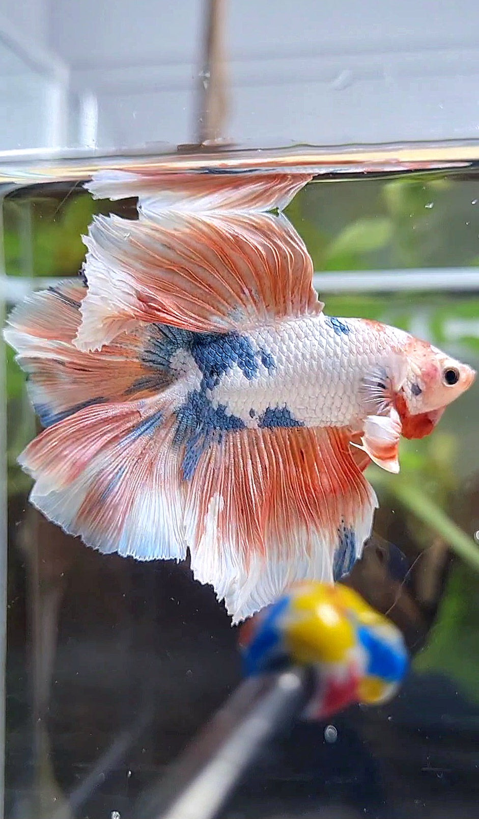 HALFMOON DOUBLE TAIL ROSETAIL PINK FLAMINGGO MARBLE BETTA FISH