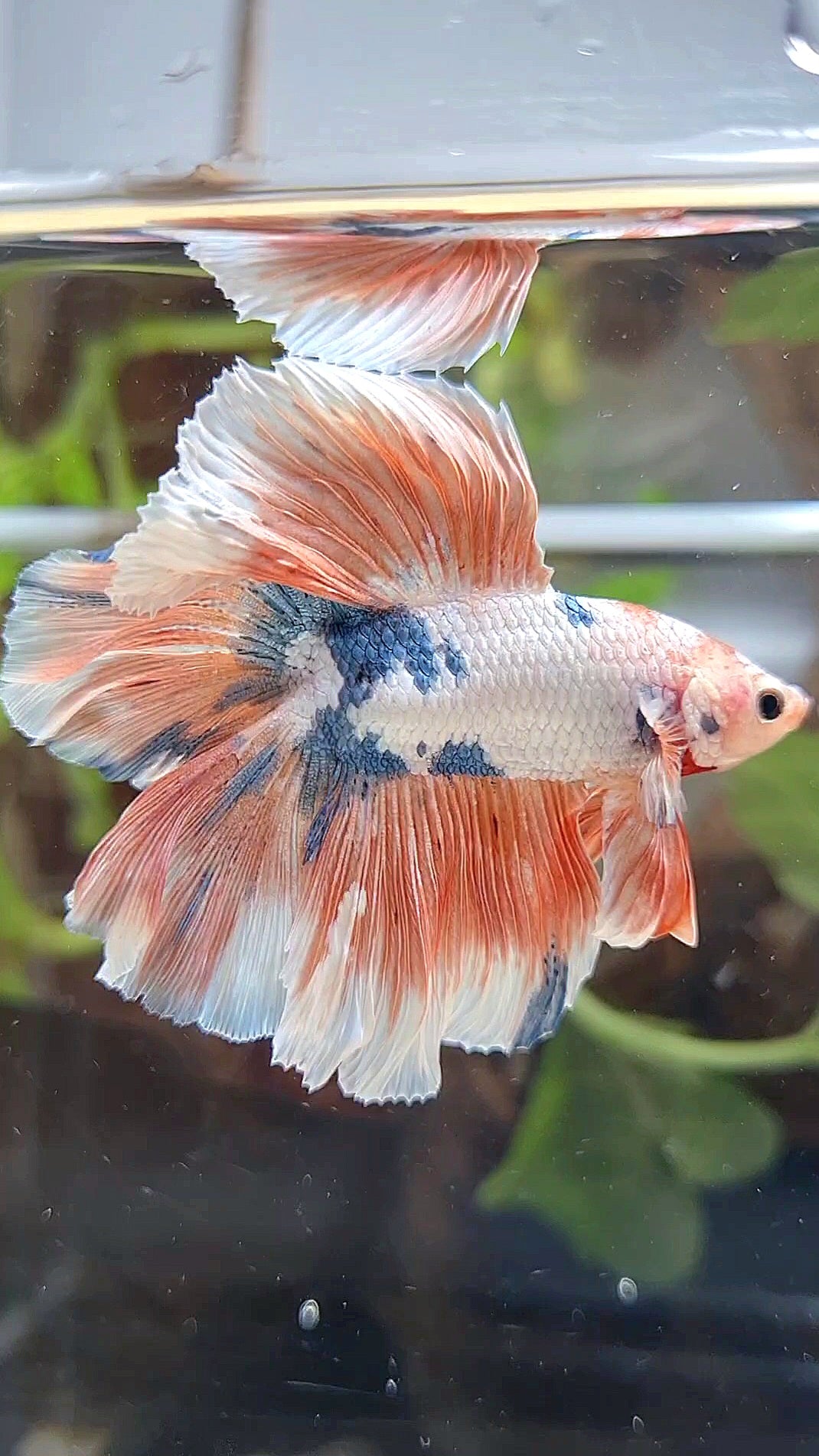HALFMOON DOUBLE TAIL ROSETAIL PINK FLAMINGGO MARBLE BETTA FISH