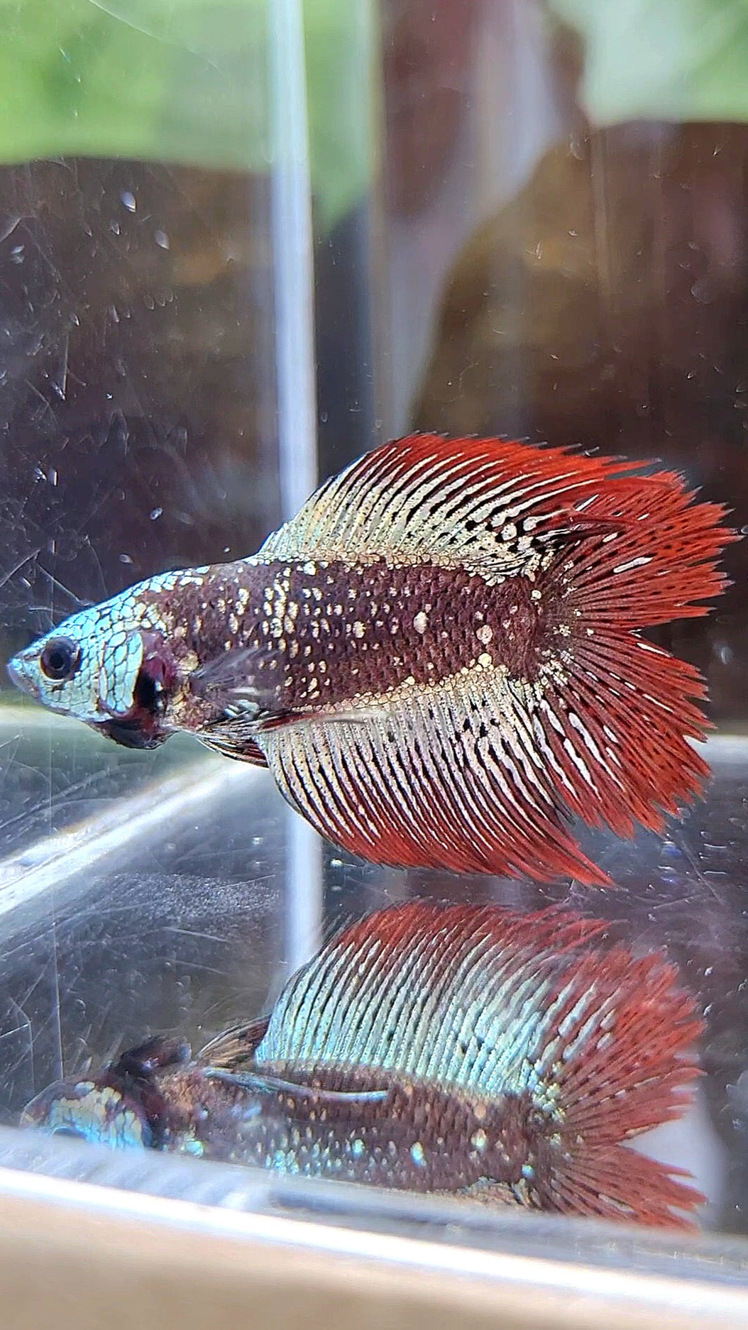 LUXURY HALFSUN DOUBLE TAIL ALIEN COPPER SAMURAI GALAXY HYBRID WILD BETTA FISH