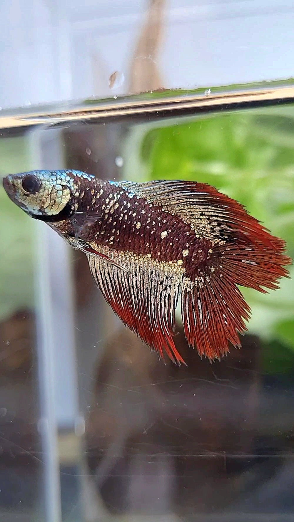 LUXURY HALFSUN DOUBLE TAIL ALIEN COPPER SAMURAI GALAXY HYBRID WILD BETTA FISH