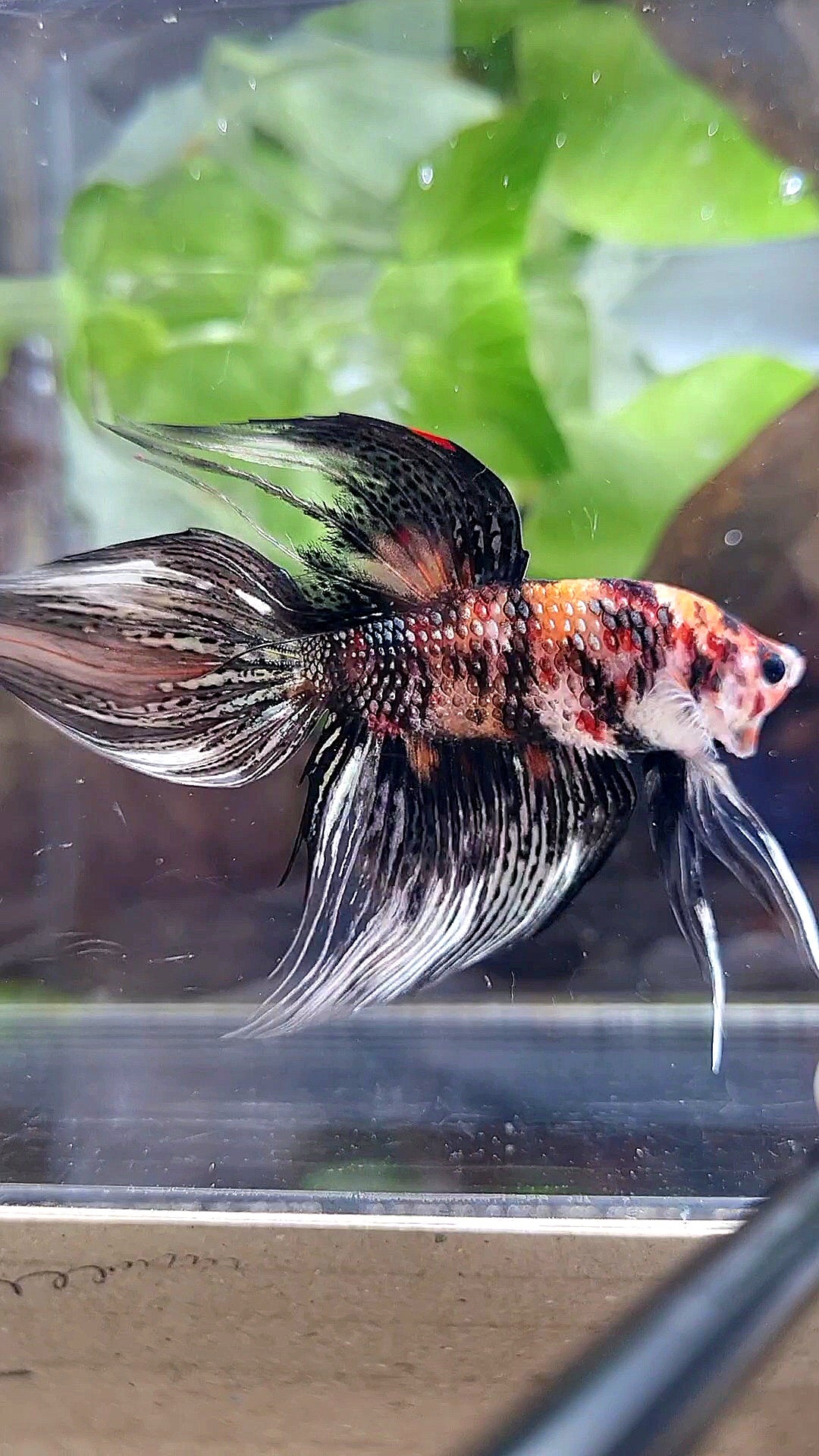 LUXURY VEILTAIL BLACK KOI COPPER MULTICOLOR BETTA FISH