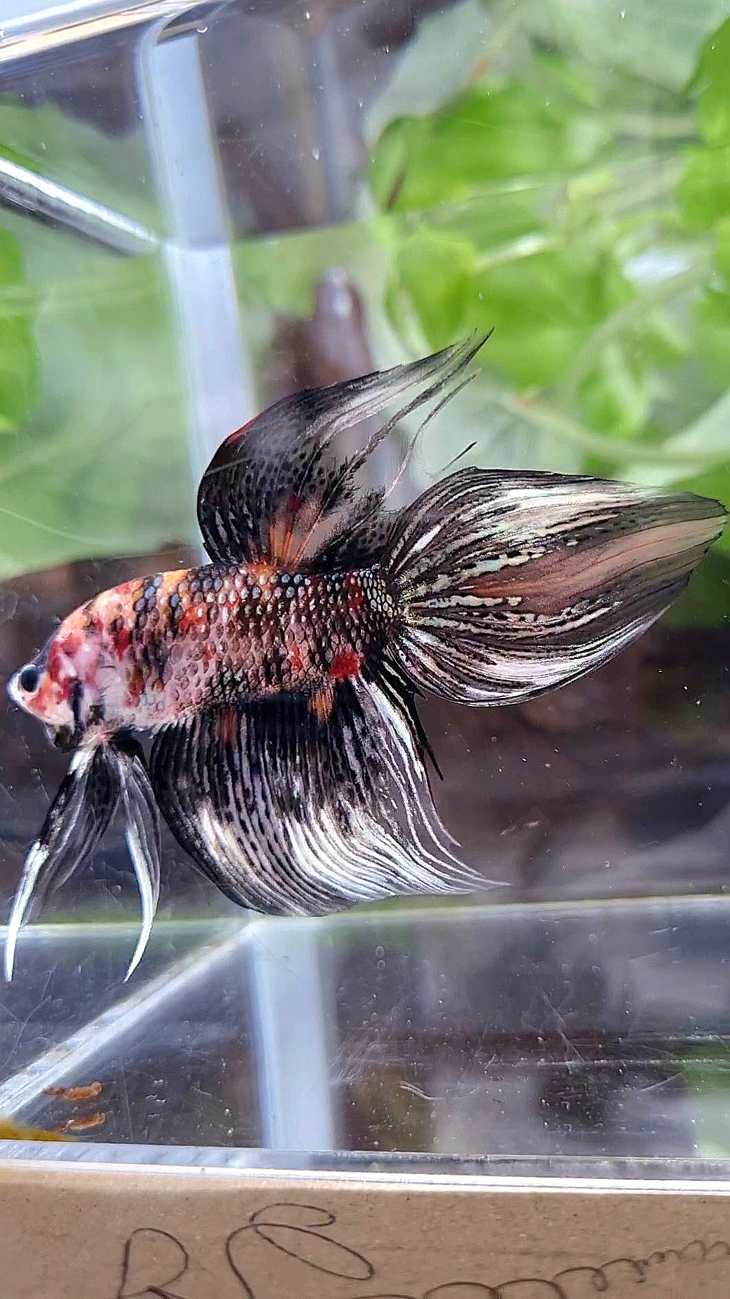 LUXURY VEILTAIL BLACK KOI COPPER MULTICOLOR BETTA FISH