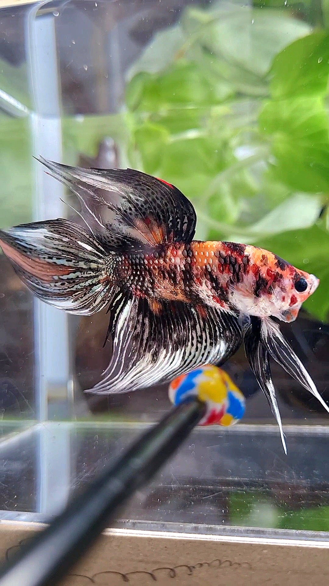 LUXURY VEILTAIL BLACK KOI COPPER MULTICOLOR BETTA FISH