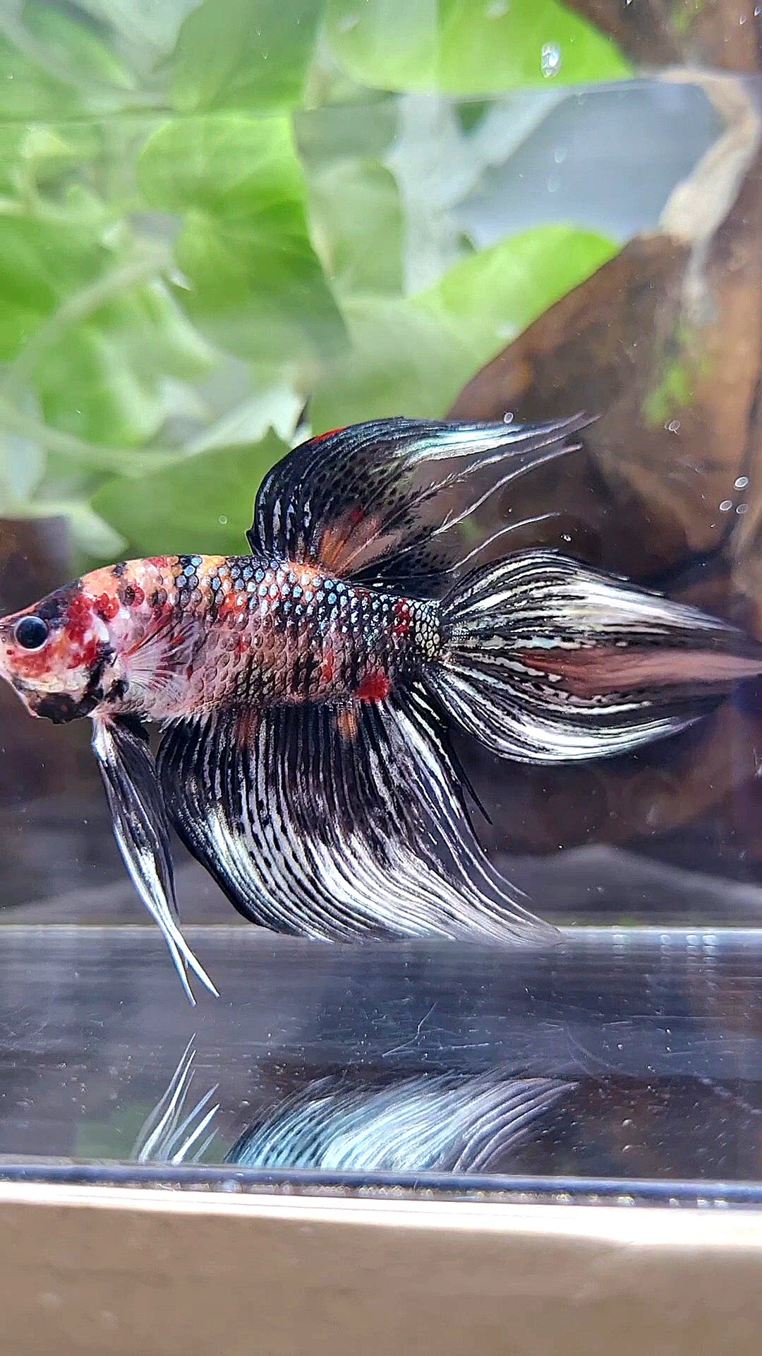 LUXURY VEILTAIL BLACK KOI COPPER MULTICOLOR BETTA FISH