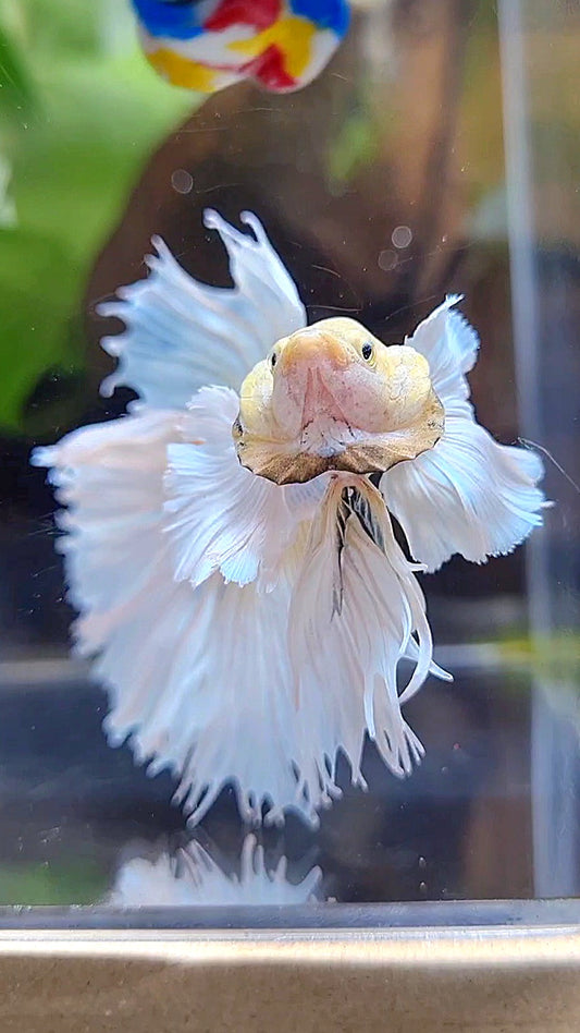 HALFMOON DUMBO EAR ROSETAIL WHITE PNIEAPPLE BETTA FISH