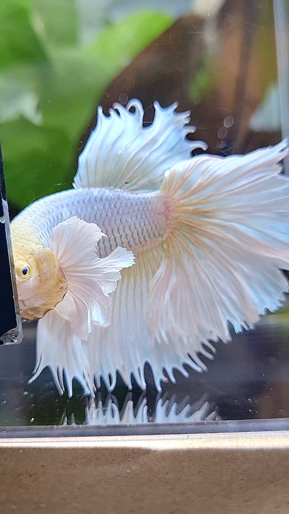 HALFMOON DUMBO EAR ROSETAIL WHITE PNIEAPPLE BETTA FISH