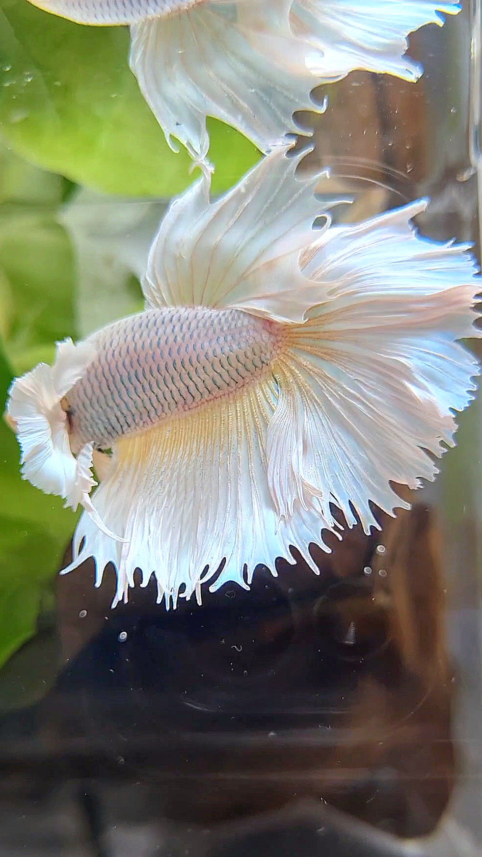 HALFMOON DUMBO EAR ROSETAIL WHITE PNIEAPPLE BETTA FISH
