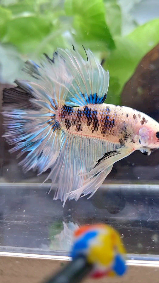 HALFMOON ROSETAIL YELLOW TIGER DOTS MULTICOLOR BETTA FISH