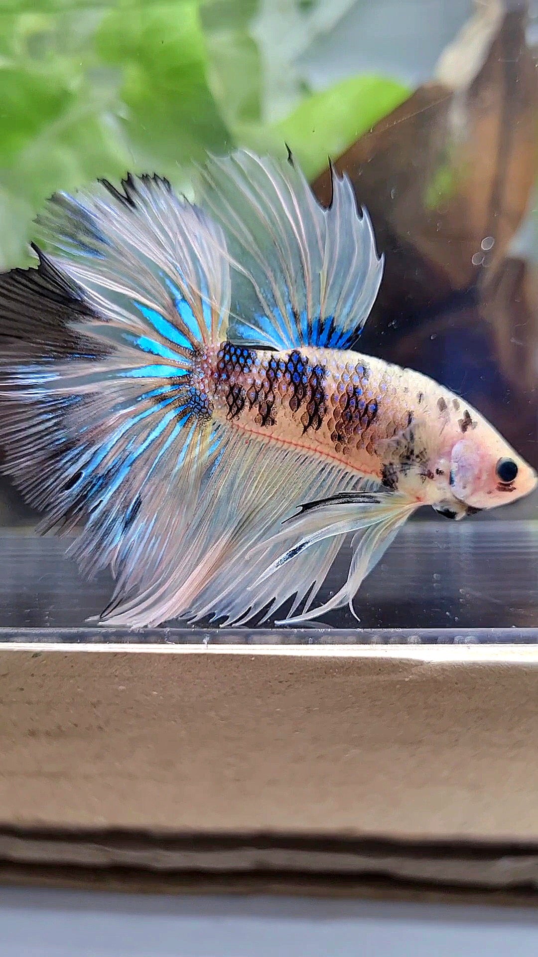 HALFMOON ROSETAIL YELLOW TIGER DOTS MULTICOLOR BETTA FISH