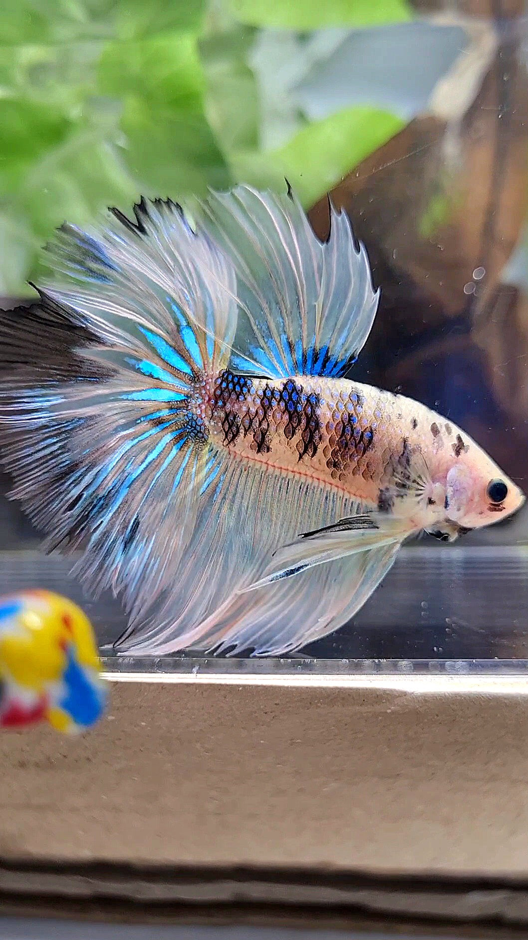 HALFMOON ROSETAIL YELLOW TIGER DOTS MULTICOLOR BETTA FISH