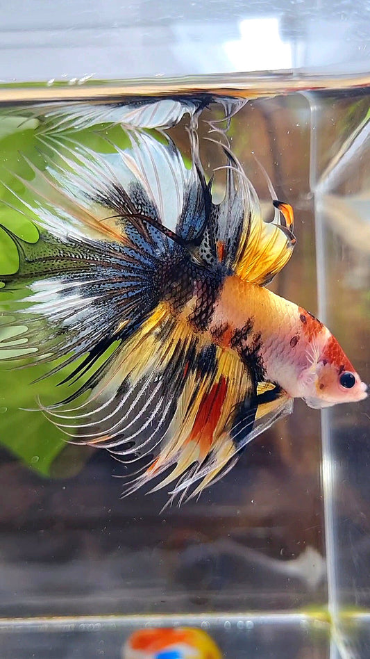 CROWNTAIL HALFMOON YELLOW KOI TIGER MULTICOLOR BETTA FISH