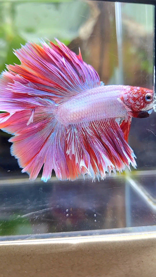 KING ROSETAIL HALFMOON DOUBLE TAIL PINK BETTA FISH