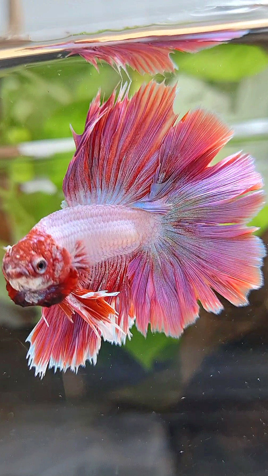 KING ROSETAIL HALFMOON DOUBLE TAIL PINK BETTA FISH
