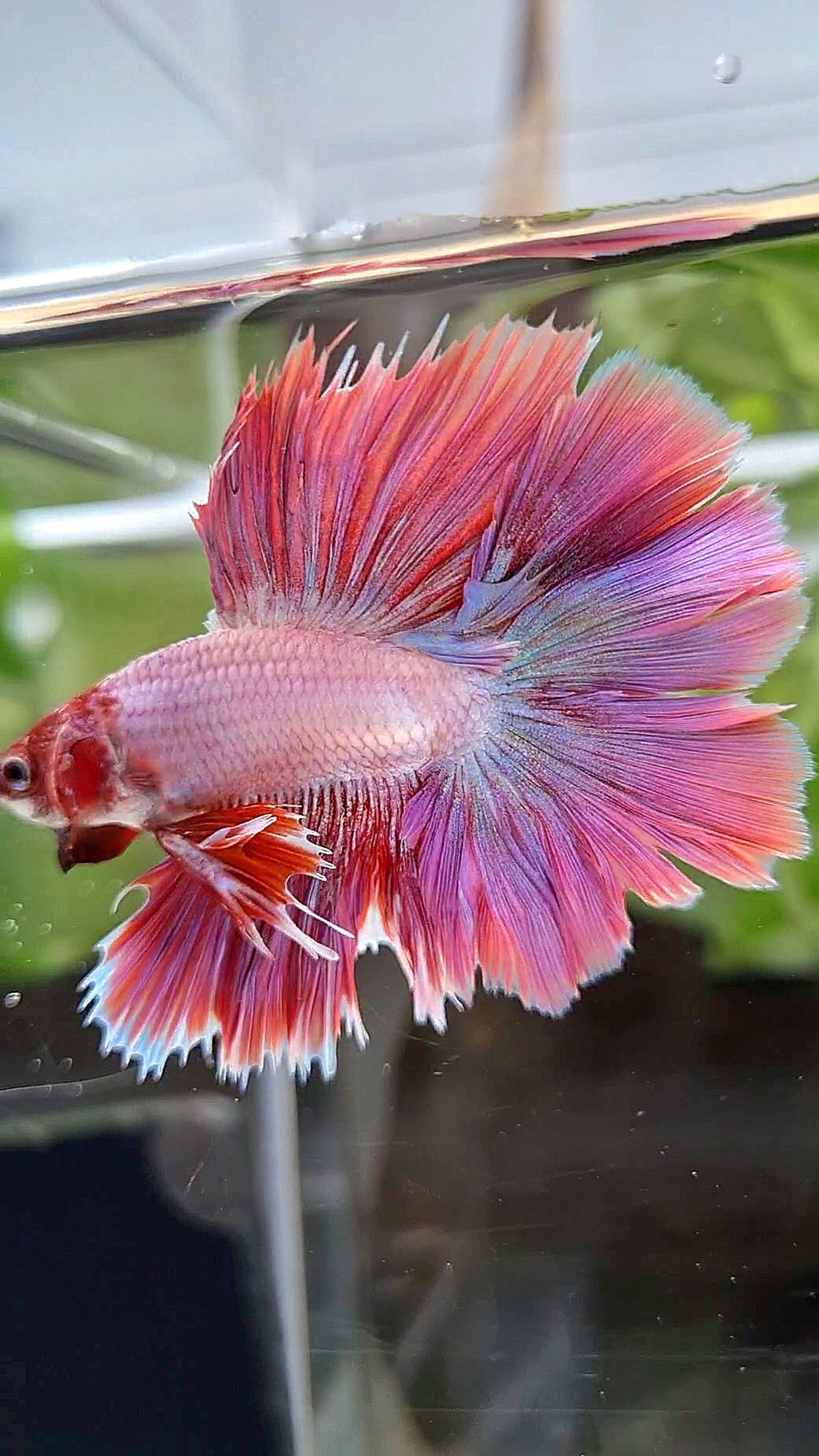 KING ROSETAIL HALFMOON DOUBLE TAIL PINK BETTA FISH