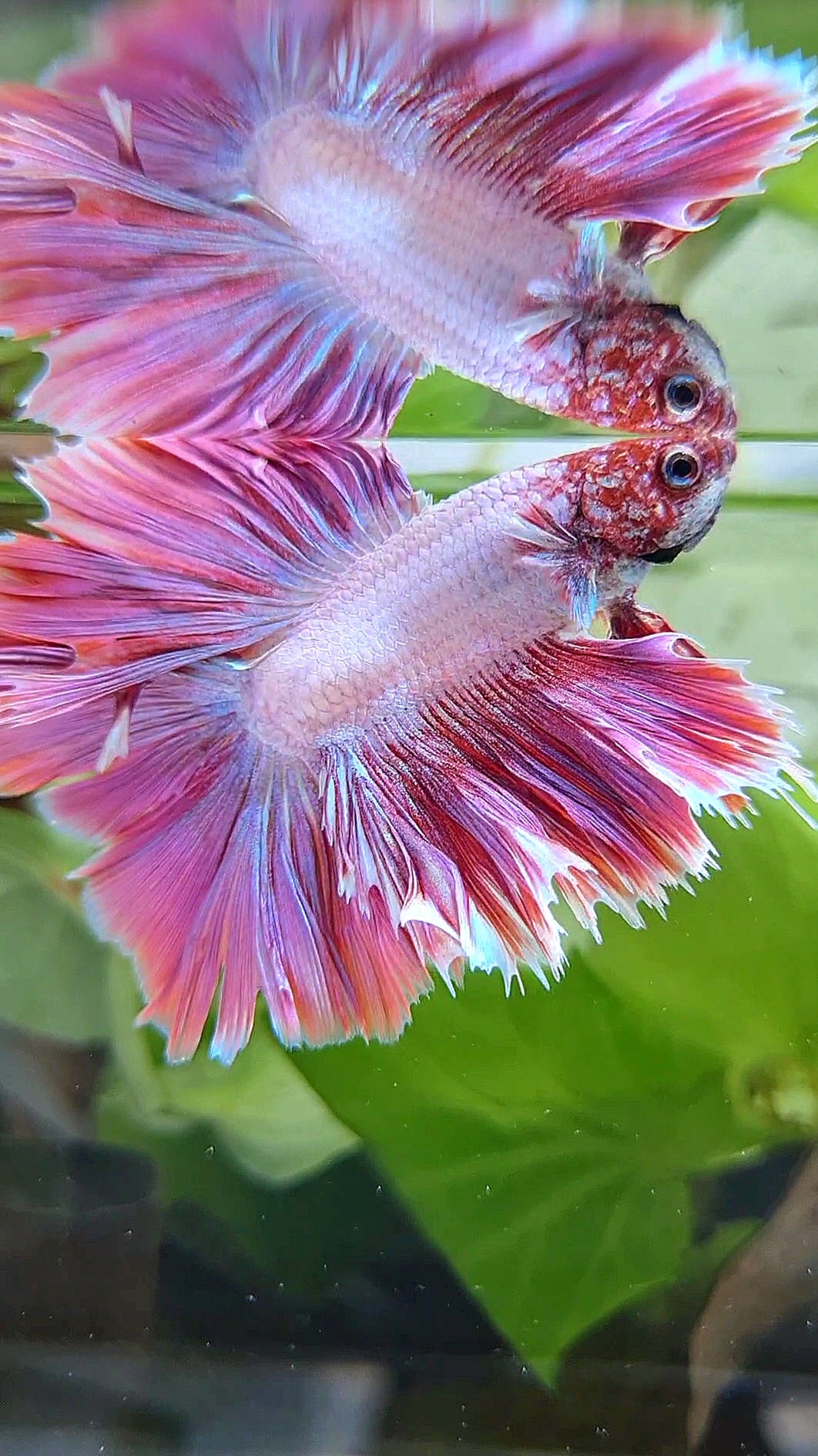 KING ROSETAIL HALFMOON DOUBLE TAIL PINK BETTA FISH