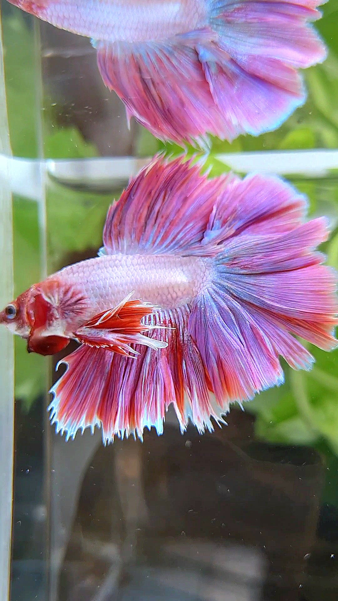 KING ROSETAIL HALFMOON DOUBLE TAIL PINK BETTA FISH