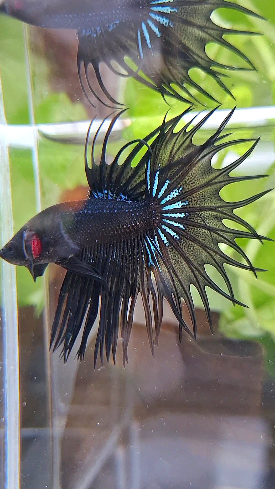 KING CROWNTAIL BLACK ORCHID BETTA FISH