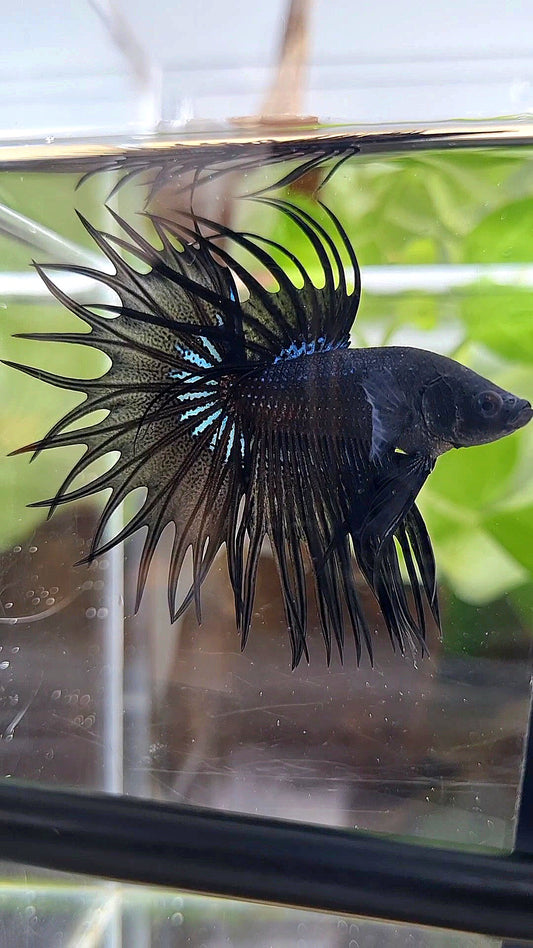 KING CROWNTAIL BLACK ORCHID BETTA FISH