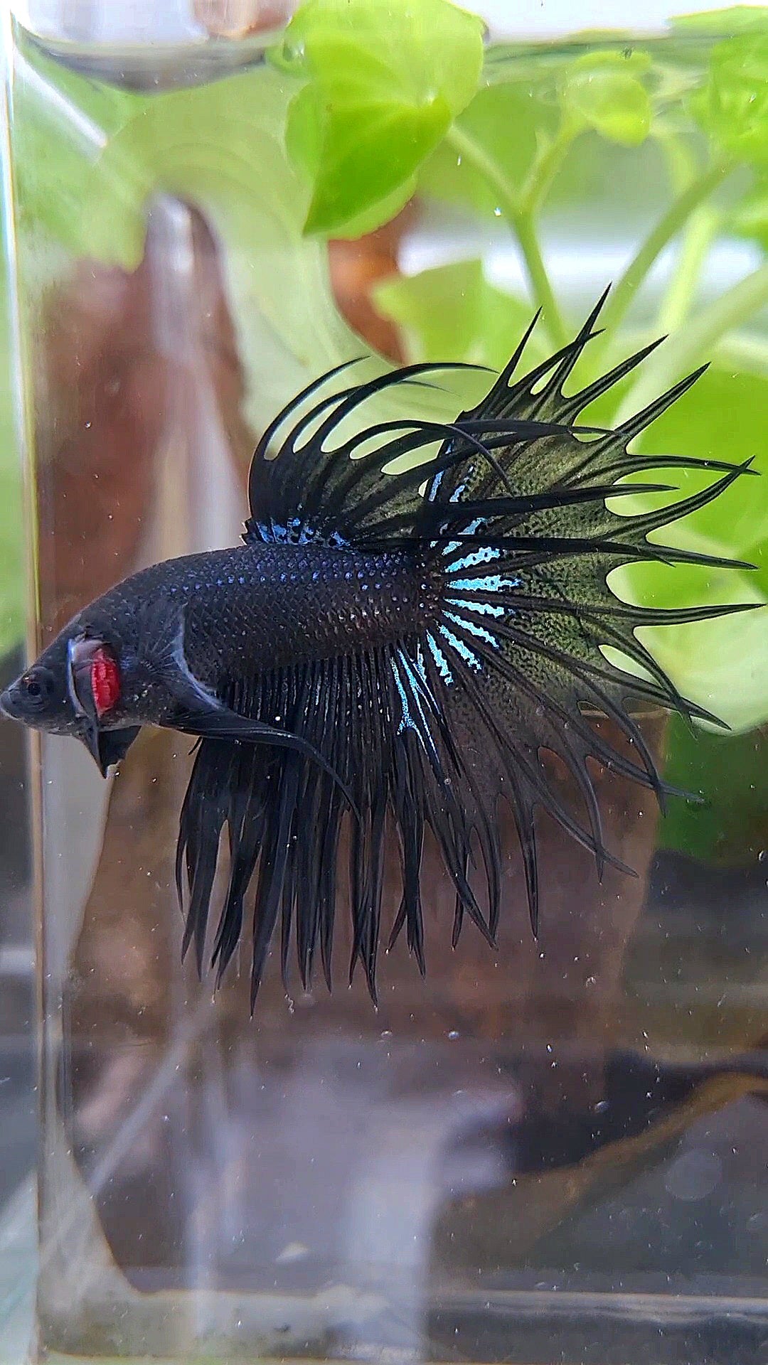 KING CROWNTAIL BLACK ORCHID BETTA FISH