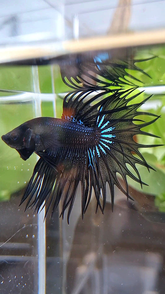 KING CROWNTAIL BLACK ORCHID BETTA FISH