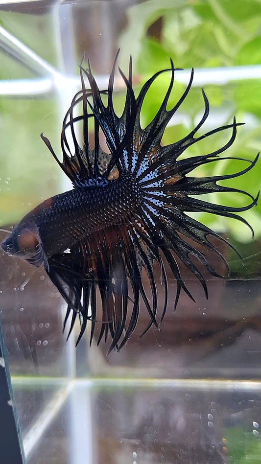 KING CROWNTAIL BLACK ORCHID ORANGE WASH BETTA FISH