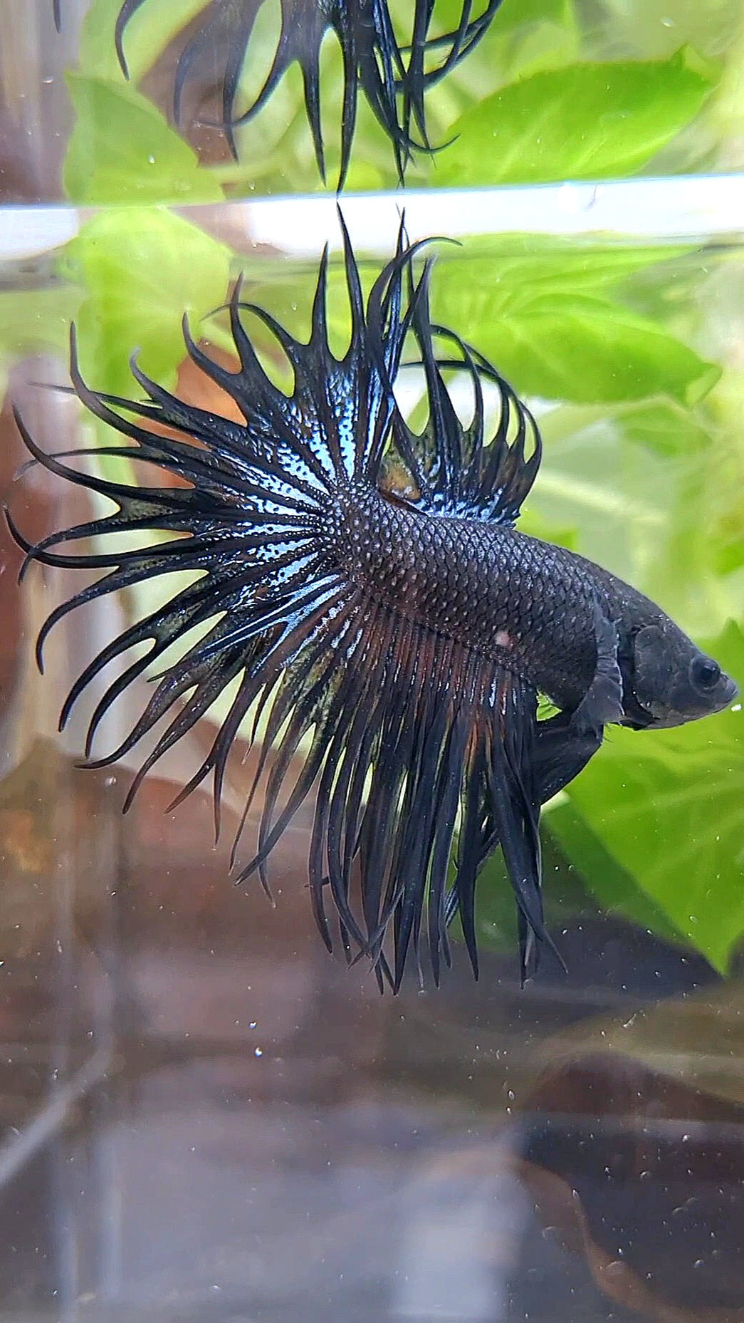 KING CROWNTAIL BLACK ORCHID ORANGE WASH BETTA FISH