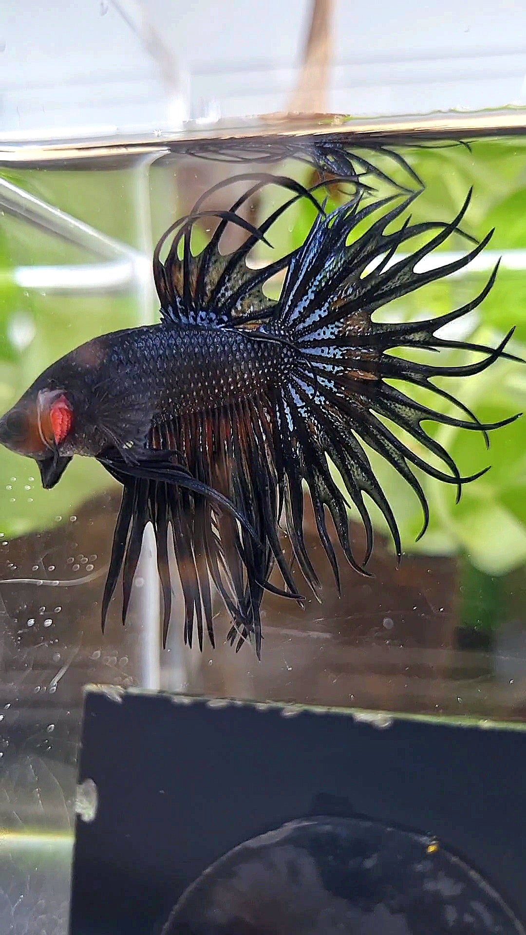 KING CROWNTAIL BLACK ORCHID ORANGE WASH BETTA FISH