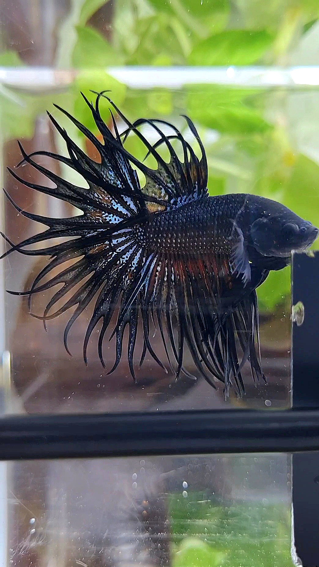 KING CROWNTAIL BLACK ORCHID ORANGE WASH BETTA FISH