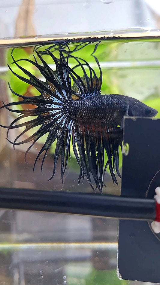 KING CROWNTAIL BLACK ORCHID ORANGE WASH BETTA FISH