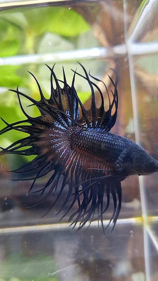 KING CROWNTAIL BLACK ORANGE WASH BETTA FISH
