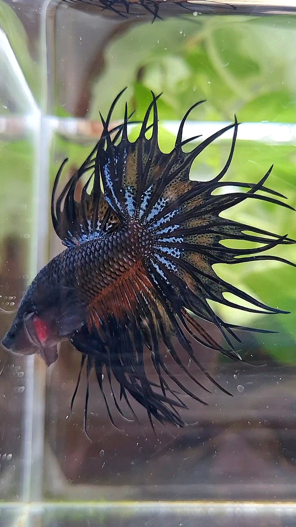 KING CROWNTAIL BLACK ORANGE WASH BETTA FISH