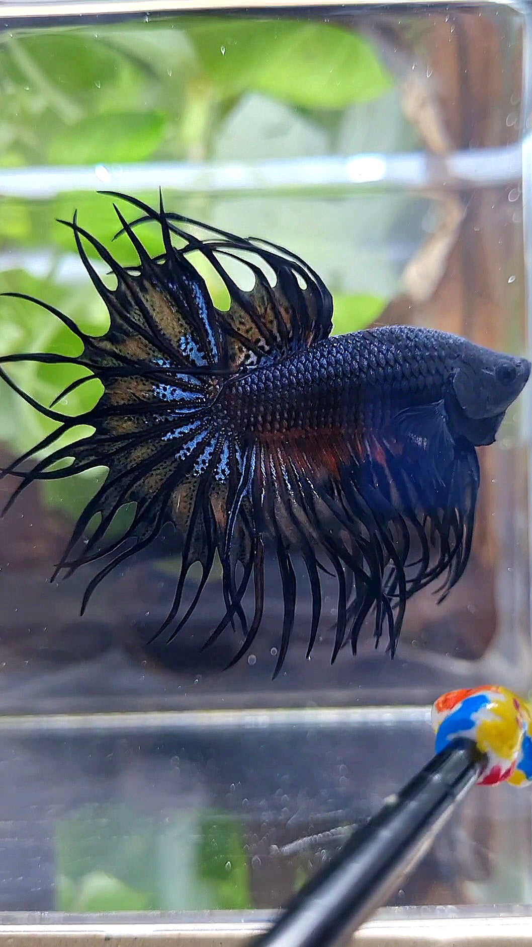 KING CROWNTAIL BLACK ORANGE WASH BETTA FISH