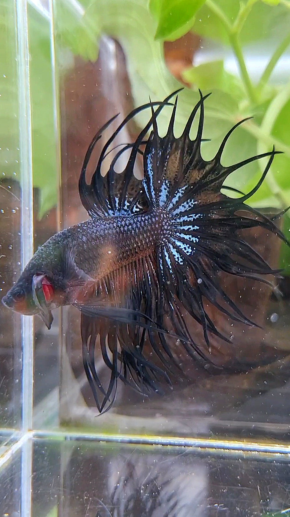 KING CROWNTAIL BLACK ORANGE WASH BETTA FISH