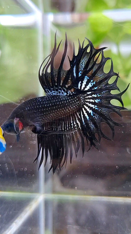 KING CROWNTAIL BLACK ORCHID  BETTA FISH